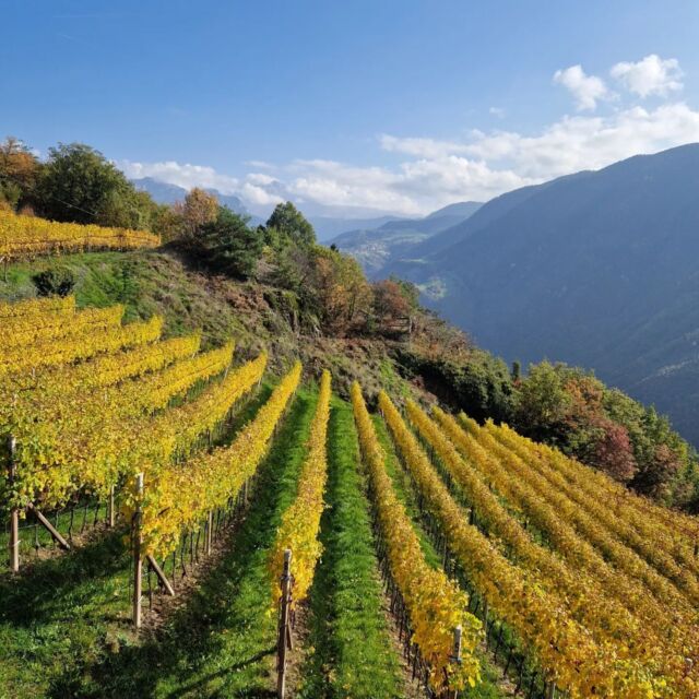 Di questo 
meraviglioso periodo autunnale e della nostra passione per il Törggelen, ve ne parliamo ogni anno!

Ed eccoci qui, puntuali come da tradizione, a raccontarvi di 
colori, sentieri fra le foglie e chiacchiere gustando caldarroste e vino novello! 

Siamo partiti da Signato sul sentiero del castagno, prendendo poi parte del sentiero del vino Rebe, sull'Altopiano del Renon!

Al Loosmann hof buschenschank
cucina familiare, genuina, dove il tempo sembra si sia fermato!
.
.
#torggelen #altopianodelrenon #castagne #autunno #colori